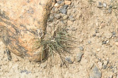 Poa lettermanii