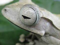 Polypedates pseudotilophus