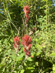 Castilleja miniata