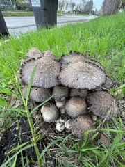 Coprinopsis strossmayeri