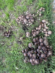 Coprinopsis strossmayeri