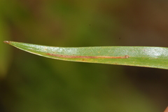 Taphrocerus gracilis