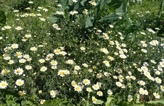 Tripleurospermum inodorum