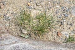 Poa lettermanii