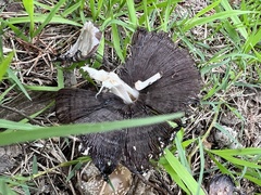 Coprinopsis strossmayeri