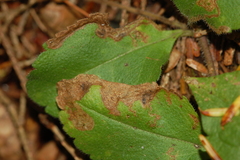 Phytomyza crassiseta