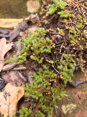 Selaginella peruviana