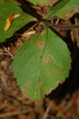 Phytomyza crassiseta