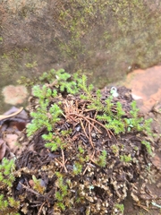 Selaginella peruviana