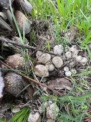 Coprinopsis strossmayeri