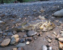 Sphoeroides annulatus