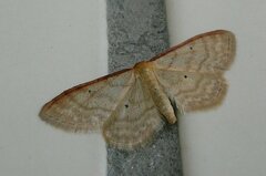 Idaea humiliata