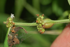 Neolasioptera lycopi