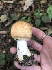 Agaricus smithianus