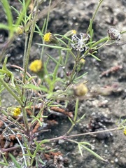 Picradeniopsis multiflora