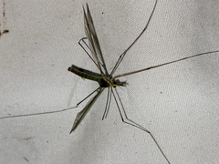 Leptotarsus albistigma