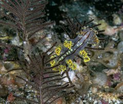 Dendronotus yrjargul
