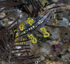 Dendronotus yrjargul