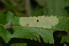 Calycomyza flavinotum