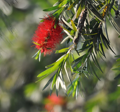 Callistemon