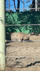 Rhinocerotidae