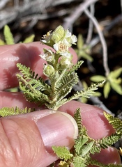 Chamaebatiaria millefolium