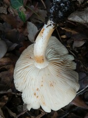 Hygrophorus cossus