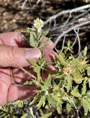 Chamaebatiaria millefolium