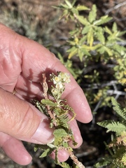 Chamaebatiaria millefolium