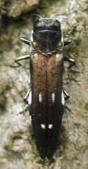 Agrilus ater
