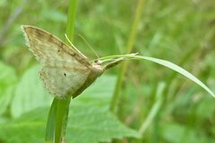 Idaea fuscovenosa