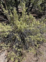 Chamaebatiaria millefolium