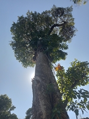 Ficus citrifolia