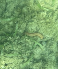 Hermodice carunculata