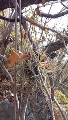 Tillandsia schiedeana