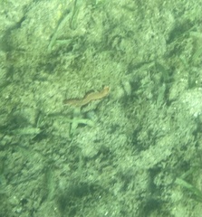 Hermodice carunculata