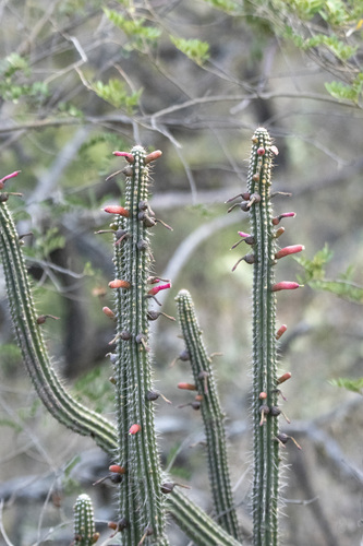 Cleistocactus morawetzianus (Cleistocactus morawetzianus)