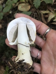 Agaricus smithianus