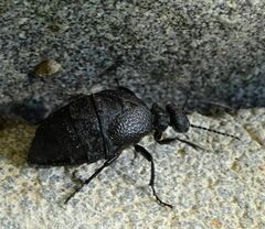 Meloe rugosus