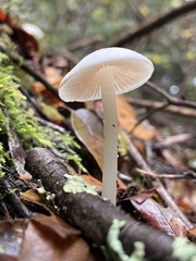 Entoloma sericellum