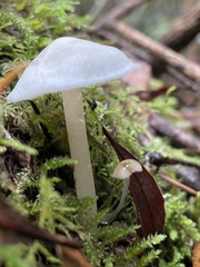 Entoloma sericellum