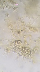 Mycena epipterygioides