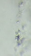 Mycena epipterygioides