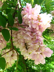 Robinia × ambigua