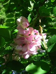Robinia × ambigua