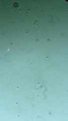 Mycena epipterygioides