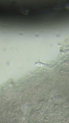 Mycena epipterygioides
