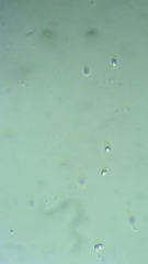 Mycena epipterygioides