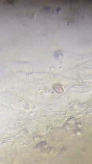 Mycena epipterygioides