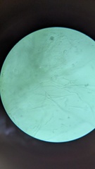 Mycena epipterygioides